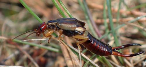 Forficula auricularia